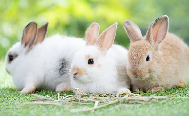 ペットちゃんが亡くなってからの対応は様々