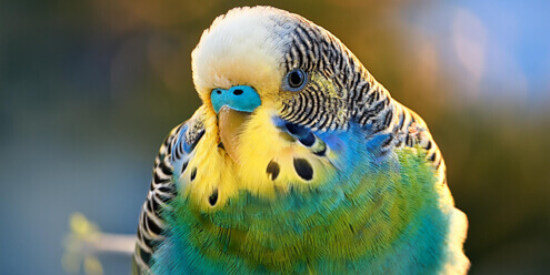 セキセイインコちゃんが亡くなったらどうしたらいいの？