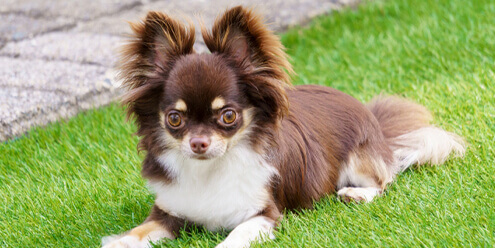 愛犬が亡くなったらどうしたらいいの？