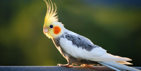 オカメインコちゃんが亡くなったらどうしたらいいの？