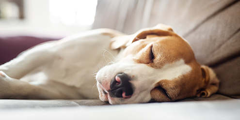 愛犬が亡くなったらどうしたらいいの？