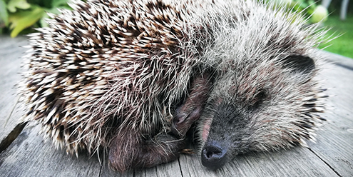 ハリネズミちゃんが亡くなったらどうしたらいいの？