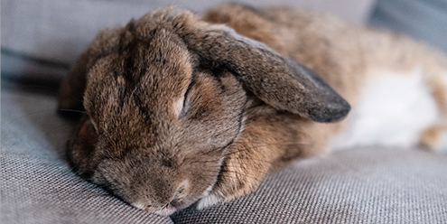 うさぎちゃんが亡くなったらどうしたらいいの？