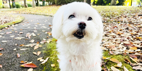 愛犬が亡くなったらどうしたらいいの？