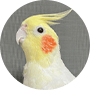 インコ