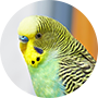 インコ