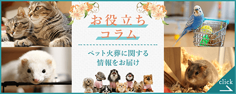 猫が死ぬ前にする行動は 最期にしてあげられることもご紹介 ペット火葬 葬儀はハピネス 霊園供養もok