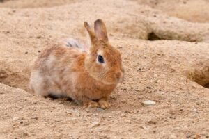 「ペットの埋葬はどうすれば？やり方と法律上の注意点をご紹介」写真