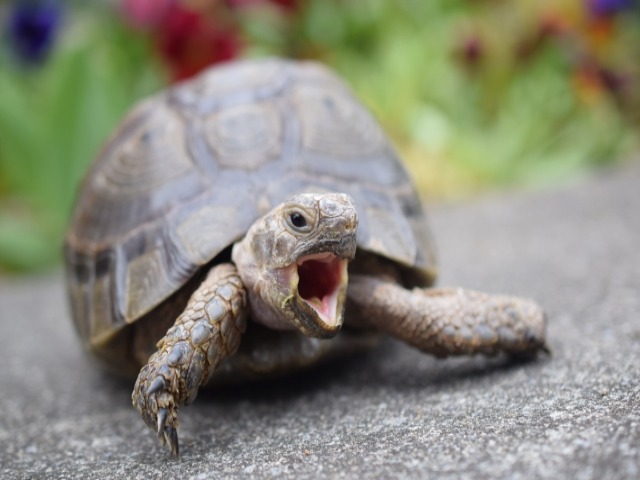 亀が死ぬ前に見せる症状