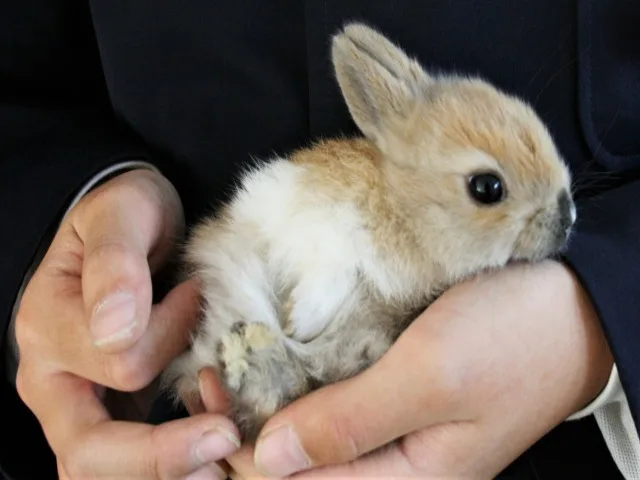 ウサギの死後はどのように供養すればいいのか 安置や供養方法も解説 ペット火葬 葬儀はハピネス 格安出張 7 700 霊園供養 納骨可