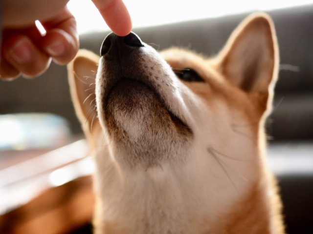 ペット保険の補償内容