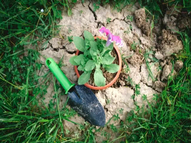 ペット 不法投棄 花 防ぐ