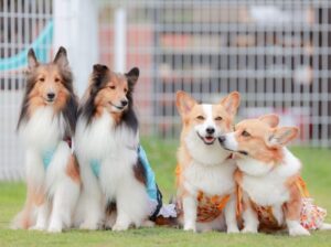 「犬の寿命は種類別に違う!?愛犬の寿命と長生きする秘訣をご紹介」写真