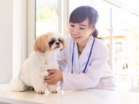 犬の死因となる病気