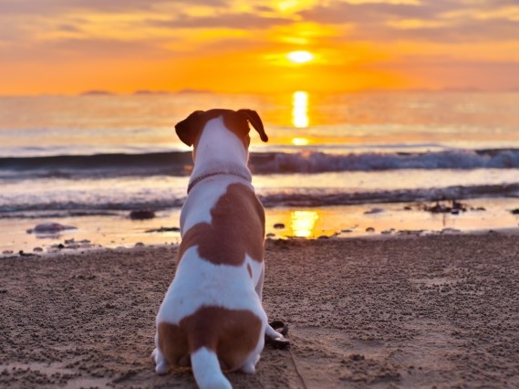 愛犬の一生を充実させるためにできること