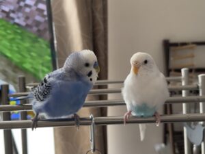 「インコの種類別平均寿命は？長生きする飼育方法もご紹介」写真