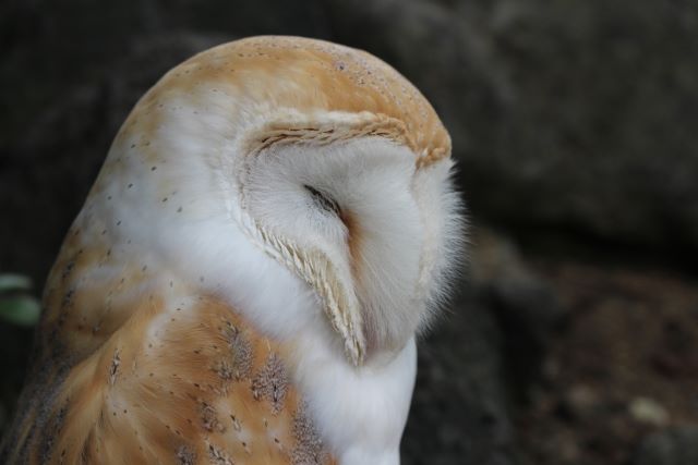 フクロウの寿命が尽きたら