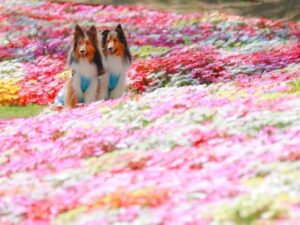 「犬の火葬はどうすればいい？必要な準備や手続き、料金を徹底解説」写真