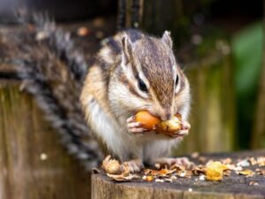 「リスが死ぬ前に見せる症状は？安置・火葬の方法もご紹介」写真