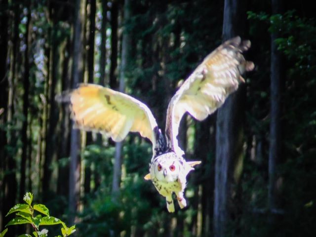 フクロウが事故に遭わない対策方法はある？