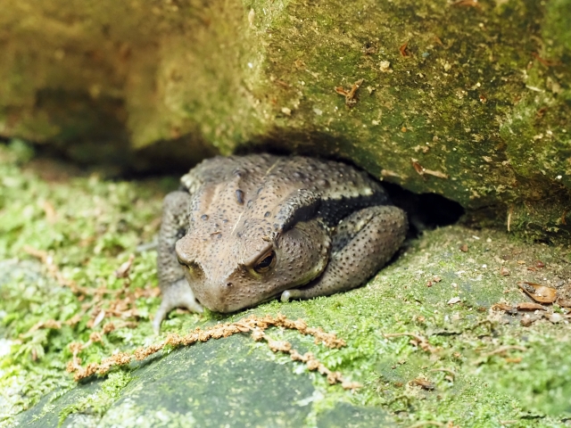 死ぬ前に見せるサイン②動きが鈍くなる