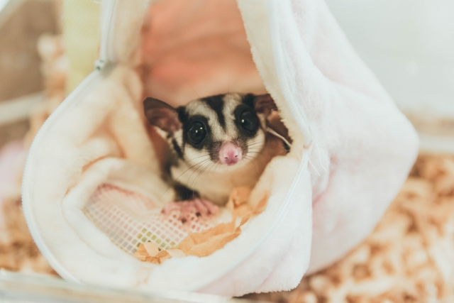 モモンガの飼育方法