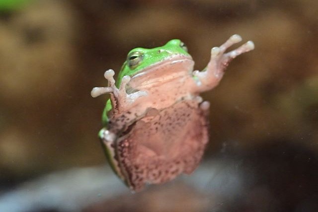 カエルが動かなくなった際に確認すること