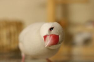 「かわいい文鳥の平均寿命を伸ばすための過ごし方をご紹介」写真