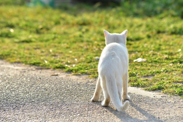 猫を見送る際の心構え