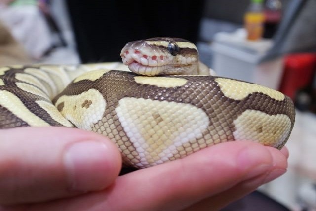 ヘビの寿命を伸ばす飼育方法