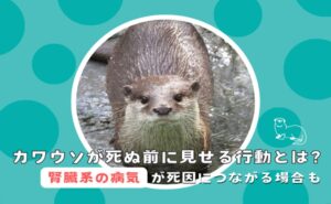 「カワウソが死ぬ前に見せる行動とは？腎臓系の病気が死因につながる場合も」写真