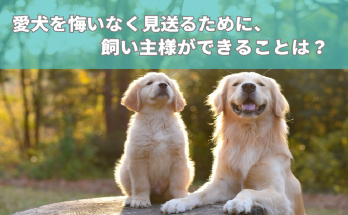 犬は死ぬ前に挨拶をする？息を引き取る瞬間までにできることは？