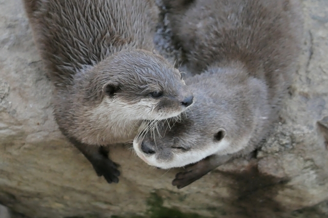 カワウソの寿命は？飼育環境によって寿命が変化する理由