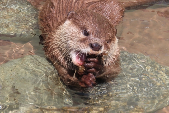 カワウソを長生きさせる飼い方は？食事・飼育環境の見直しを