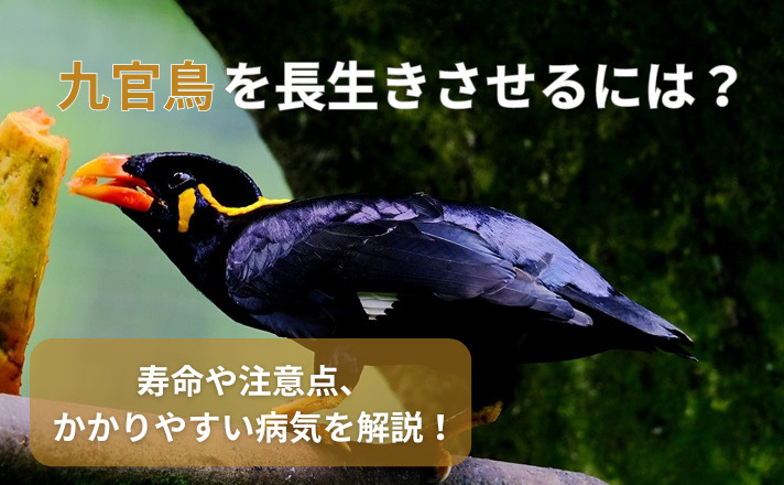 九官鳥を長生きさせるには？寿命や注意点、かかりやすい病気を解説！