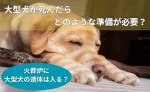 「大型犬が死んだらどのような準備が必要？火葬炉に大型犬の遺体は入る？」写真