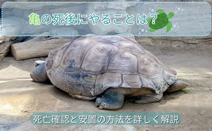 ペット 亀 死ん だら