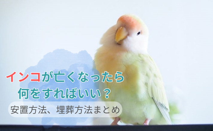 「インコが亡くなったら何をすればいい？安置方法・供養方法まとめ」写真