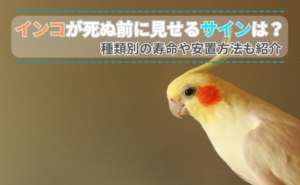 「インコが死ぬ前に見せるサインは？寿命や安置方法も紹介」写真