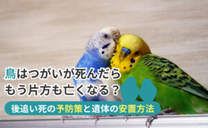 「鳥はつがいが死んだらもう片方も亡くなる？後追い死の予防策と遺体の安置方法」写真