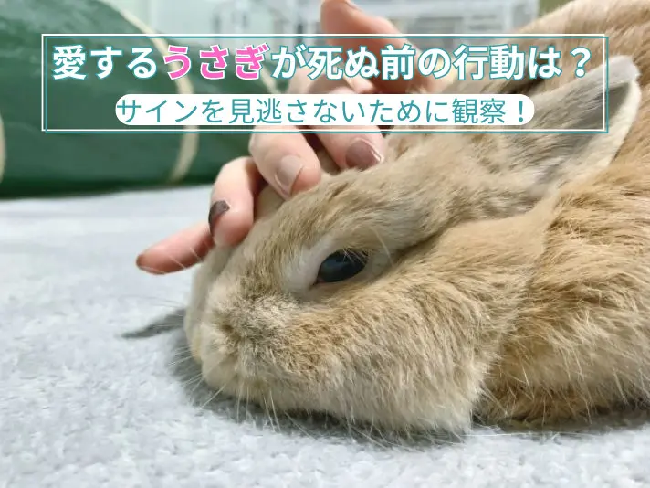 ペット うさぎの死と向き合う