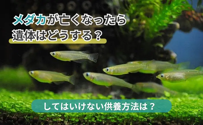 メダカが亡くなったらご遺体はどう供養する？川に流すのはNG ...