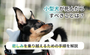 「小型犬が死んだらすべきことは？悲しみを乗り越えるための手順を解説」写真