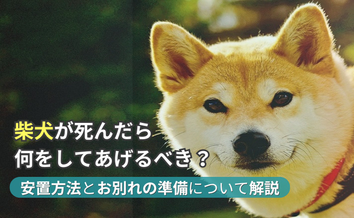 カメラを向いて笑う柴犬