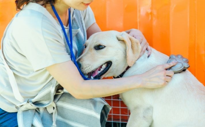 ブラッシングされる犬