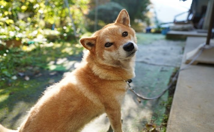 こちらを振りかえる柴犬