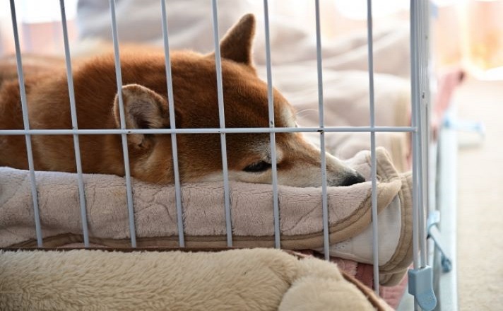 ケージの中で眠る柴犬