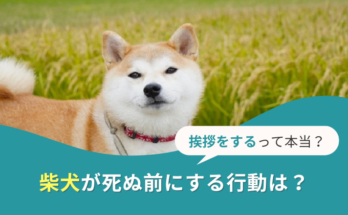 こちらを見る柴犬