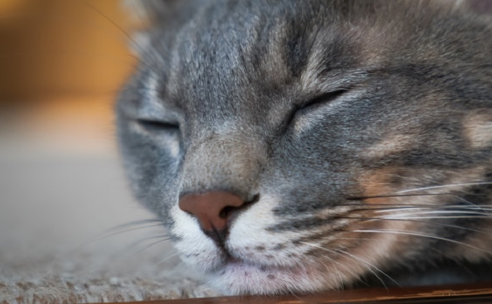 眠るマンチカン