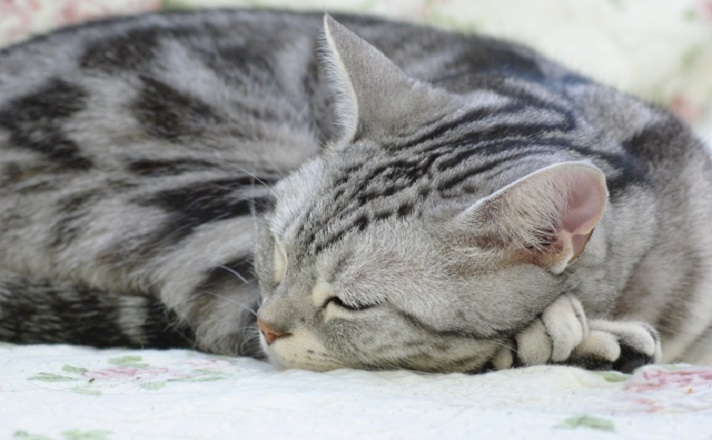 眠るアメリカンショートヘア